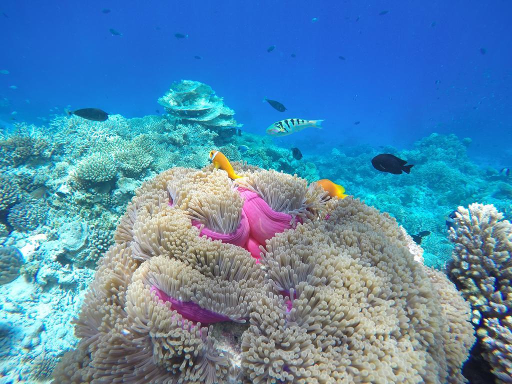 Hotel Lily Rest Maldives Maafushi Exterior foto